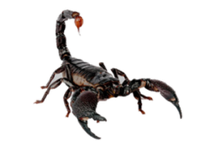 Scorpion PNG-12120
